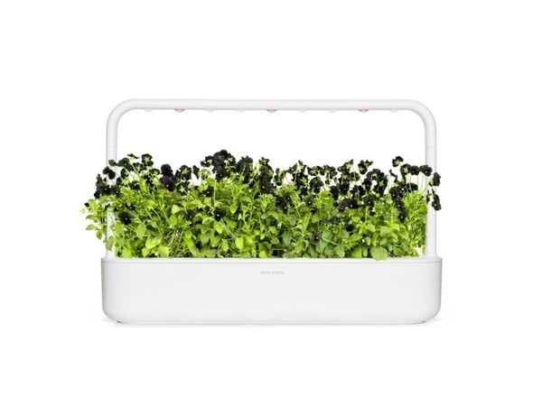 Click & Grow SGR61x3, Koristekasvi, Täyttöpakkaus, Kasvaa nopeasti (3–5 viikkoa), 7 - 14 päivää, 3 kuukautta, 18 - 26 °C