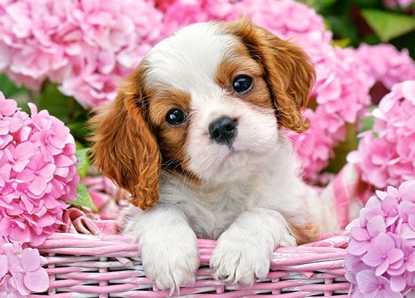 Castorland Pup in Pink Flowers 180 pcs, 180 stykker, Fauna, 7 år