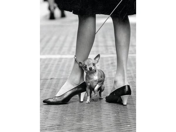 Clementoni Life Magazine - Chihuahua - puslespill - 1000 deler