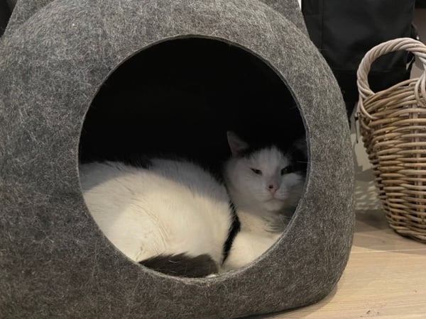Paw Love Katt hule Ludvig