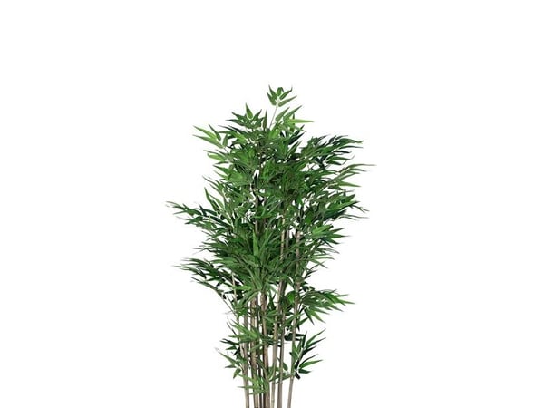 Bambu Lav