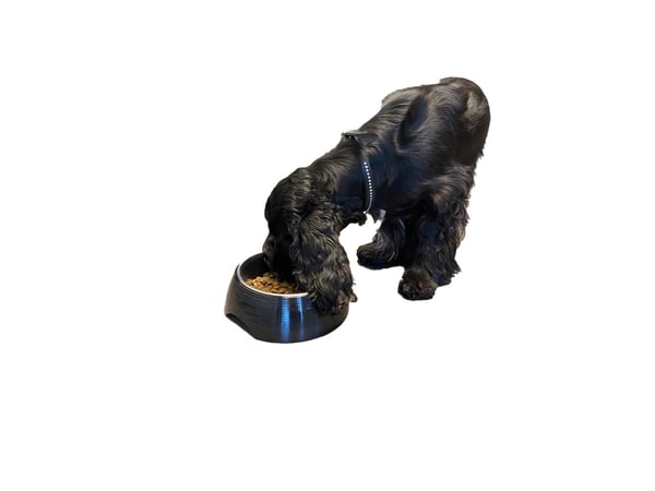 Paw Love Melaminskål med stålskål 350ml Sort