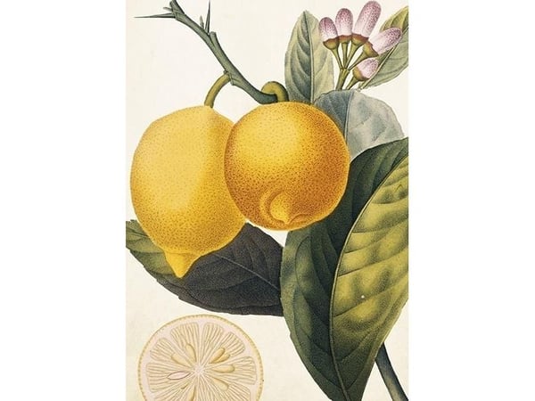 ST367 B6 notatbok + konvolutt Lemon