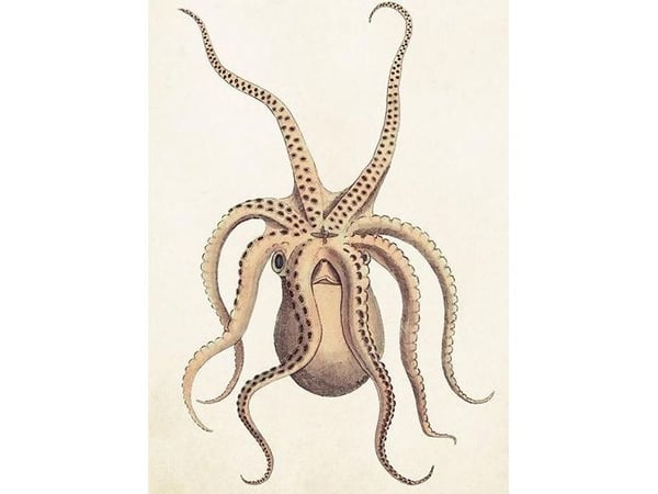 ST383 B6 carnet + konvolutt Octopus