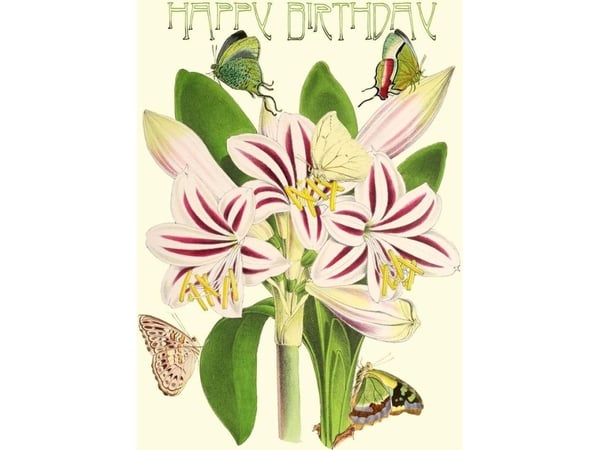 B6 glimmerkort med konvolutt Bursdag Amaryllis