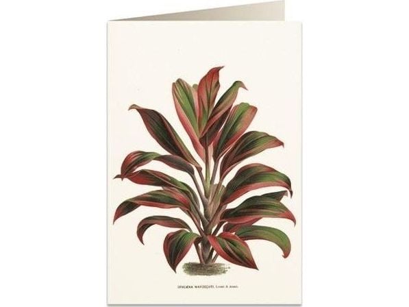 Tassotti Gratulasjonskort B6 + konvolutt 6064 Dracena rød-grønn