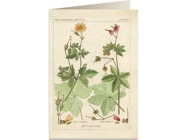 Tassotti gratulasjonskort B6 + konvolutt 6057 pelargonier, duftende