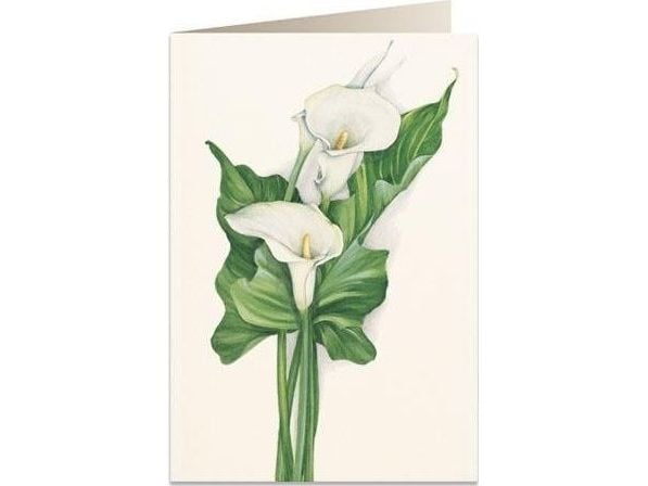 Tassotti Pass B6 + konvolutt 7518 Zantedeschia
