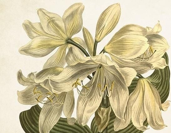 Skona Ting karnett ST393 B6 + konvolutt Hvit amaryllis Skona Ting karnett ST393 B6 + konvolutt Hvit amaryllis