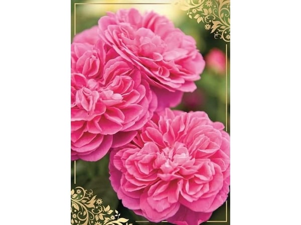 KUKARTKA gratulasjonskort B6 PP-2146 blomster (uten tekst)