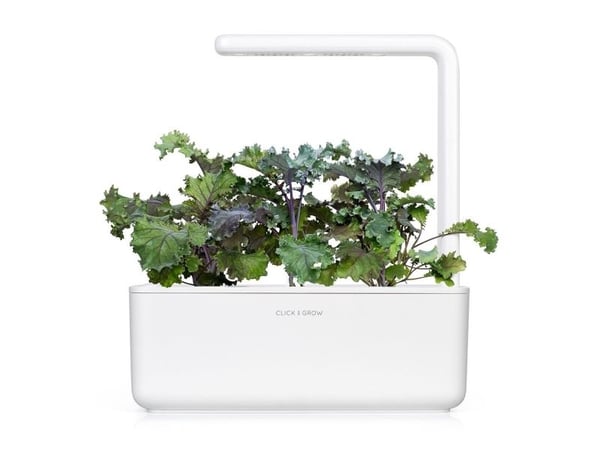 Click & Grow 4742793008752, Syötävä kasvi, Red kale, Aloituspakkaus, 3 kpl, Laatikko
