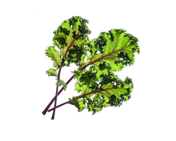 Click & Grow 4742793008752, Syötävä kasvi, Red kale, Aloituspakkaus, 3 kpl, Laatikko