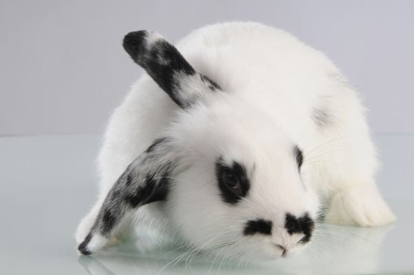 Kaninskål RABBIT Mason och Cash - Ø 13 h 5,5cm 400ml - Stengods - Blå insida cane