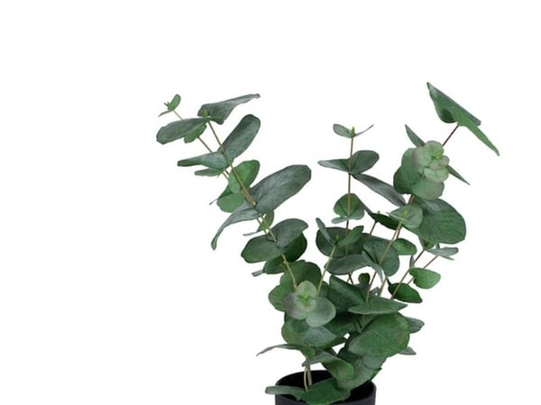 Eukalyptus, 500 mm