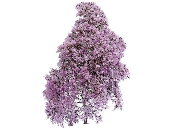 Busk 3587 vår lilla blomstrende