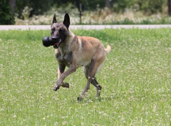 Kong Extreme Dog Toy 7cm