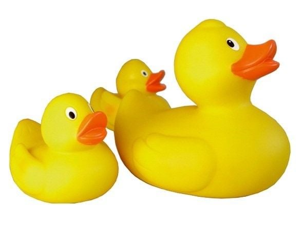 En familie med andunger badet i leker