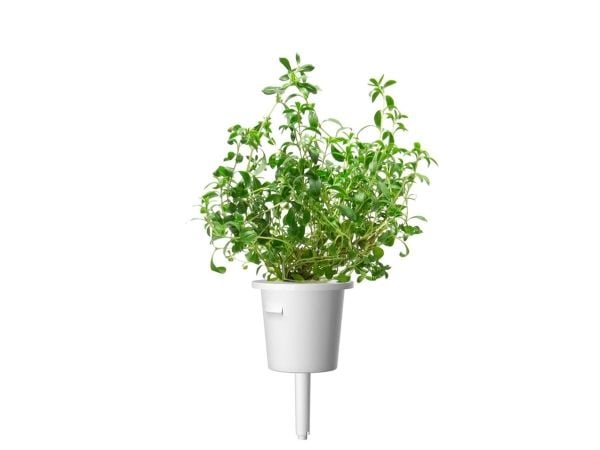 Click & Grow SGR75x3, Syötävä kasvi, Kynteli, Aloituspakkaus, 7 - 14 päivää, 18 - 30 °C, 3 kpl