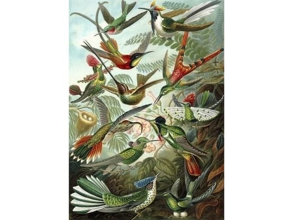 B6 kort med konvolutt Hummingbirds