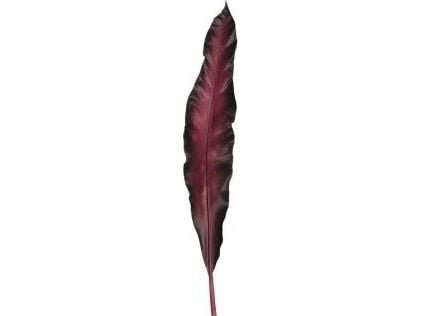 LEONARDO FIORE, Innendørs, Artificial non-flowering plant, Rød, 110 mm, 10 mm, 750 mm