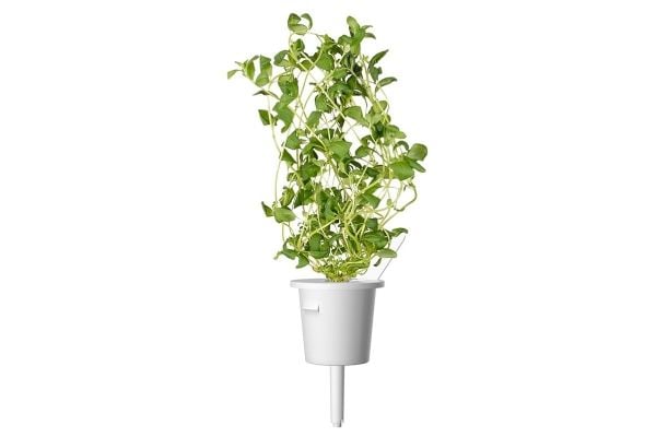 Click & Grow 4742793007571, Syötävä kasvi, Maustemeirami, Aloituspakkaus, 3 kpl, Laatikko