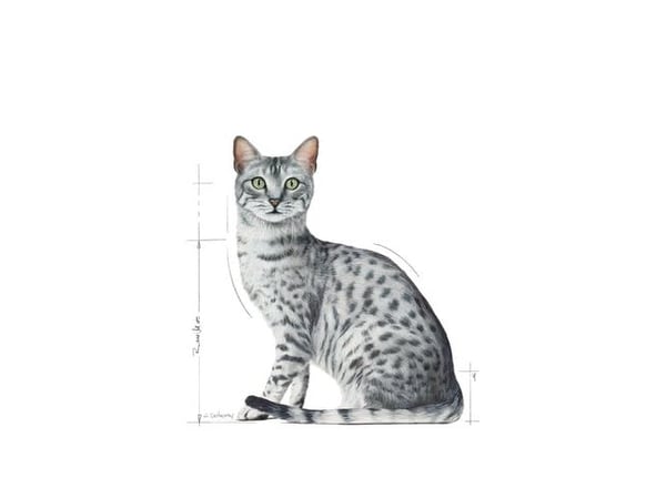 Royal Canin Indoor Sterilized, Voksen, Alle hunderaser, Kjøtt,12x85 g