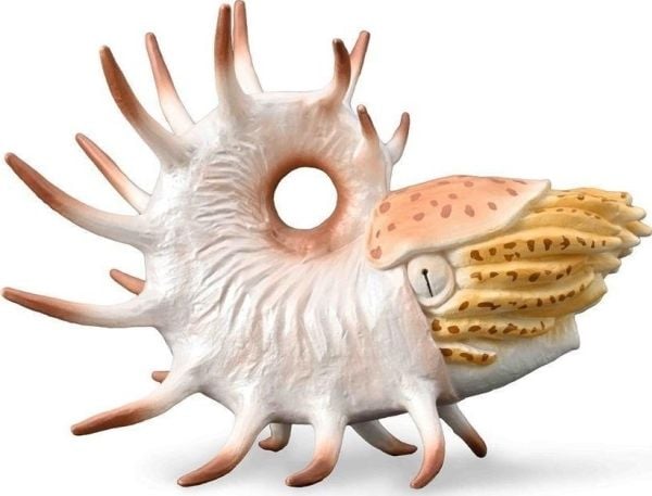 Cooperoceras