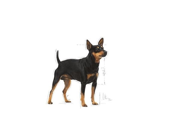 Royal Canin ROYAL CANIN CCN Digestive Care 12x85g märkäruoka - patee aikuisille koirille, joilla on herkkä ruoansulatuskanava