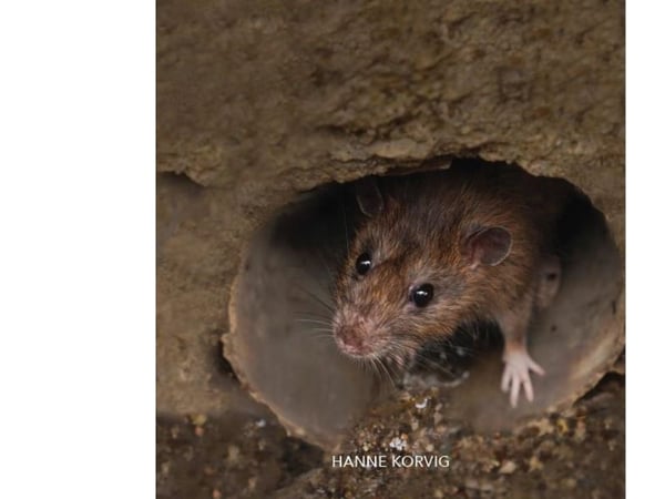 Rotte, Grønn Fagklubb | Hanne Korvig | Språk: Dansk