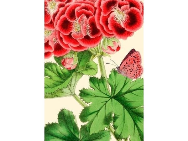 Madame Treacle gratulasjonskort B6 med konvolutt Pelargonia