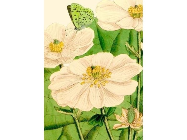 Madame Treacle gratulasjonskort B6 med konvolutt Blomster og sommerfugler