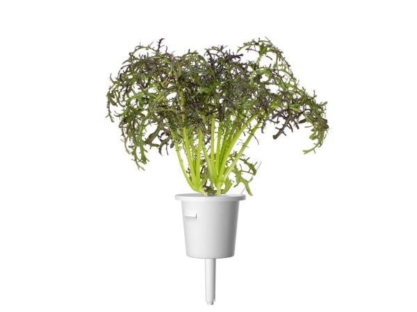 Click & Grow SGR77x3, Syötävä kasvi, Leaf mustard (Red Frill), Aloituspakkaus, 7 - 14 päivää, 18 - 24 °C, 3 kpl