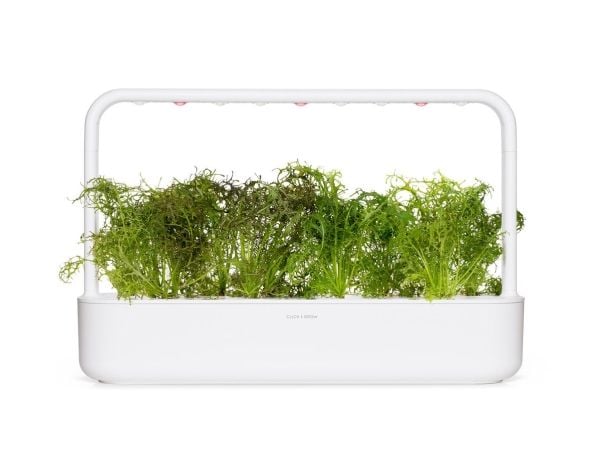 Click & Grow SGR77x3, Syötävä kasvi, Leaf mustard (Red Frill), Aloituspakkaus, 7 - 14 päivää, 18 - 24 °C, 3 kpl