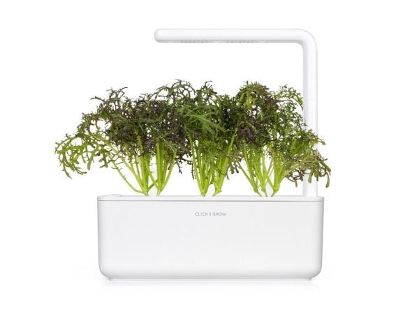Click & Grow SGR77x3, Syötävä kasvi, Leaf mustard (Red Frill), Aloituspakkaus, 7 - 14 päivää, 18 - 24 °C, 3 kpl