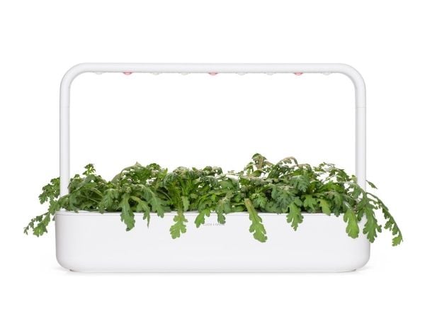 Click & Grow SGR81x3, Syötävä kasvi, Shungiku, Aloituspakkaus, 7 - 14 päivää, 18 - 30 °C, 3 kpl