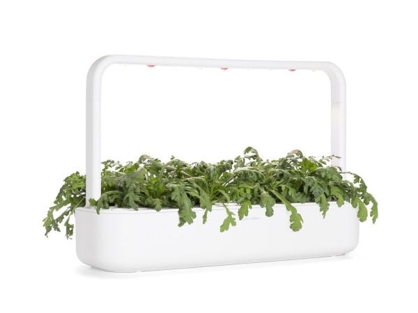 Click & Grow SGR81x3, Syötävä kasvi, Shungiku, Aloituspakkaus, 7 - 14 päivää, 18 - 30 °C, 3 kpl