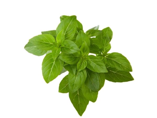 Taimikapsel Click & Grow kasvipallo 3-pack, kääbus basiilik Taimikapsel Click & Grow kasvipallo 3-pack, kääbus basiilik