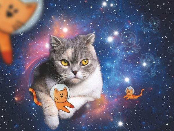 Cats In Space 1500p
