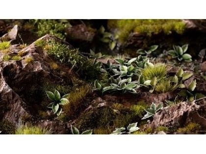 Gamers Grass Laser Plants Lilia plantain Funkia