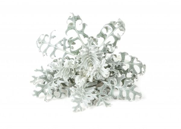 Click & Grow siemenet smart pottiin - Dusty Miller, 3 kpl.