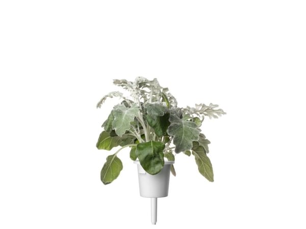 Click & Grow siemenet smart pottiin - Dusty Miller, 3 kpl.