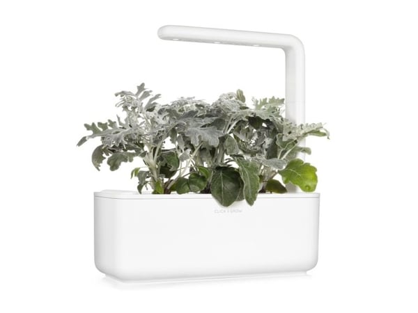 Click & Grow siemenet smart pottiin - Dusty Miller, 3 kpl.