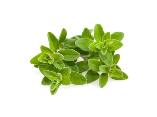 Click & Grow 4742793007571, Syötävä kasvi, Maustemeirami, Aloituspakkaus, 3 kpl, Laatikko