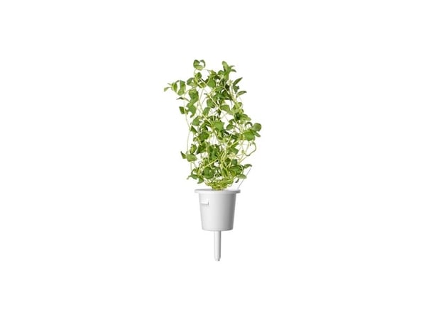 Click & Grow 4742793007571, Syötävä kasvi, Maustemeirami, Aloituspakkaus, 3 kpl, Laatikko