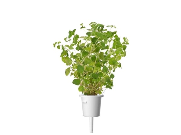 Click and Grow - Smart Garden 3 kpl - Oregano siemenet