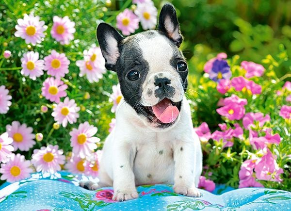 Castorland Puzzle 70 Ranskanbulldogin pentu CASTOR