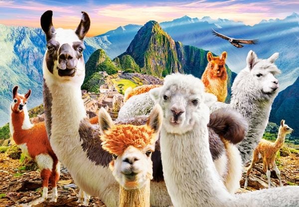 Castorland Puzzle 1000 laamaa CASTOR