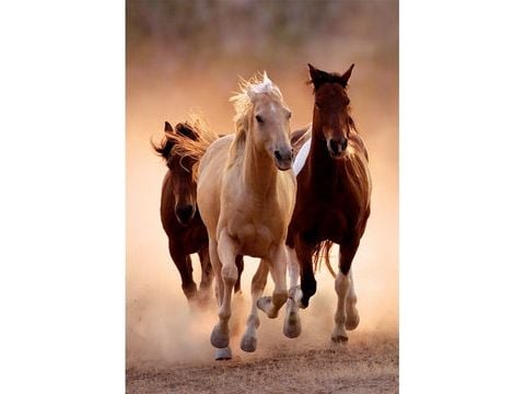 Clementoni CLE puslespill 1000 Compact Running Horses 39771