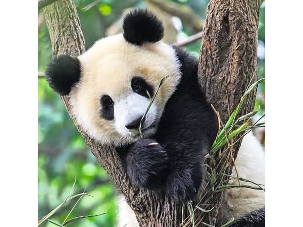 Lasten palapeli Panda, tiikeri ja leijona