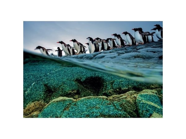 Clementoni Penguins, 1000 stykker, Dyr, 18 år